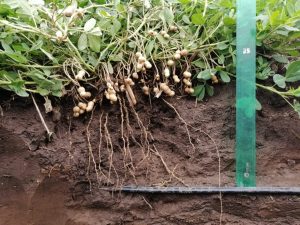 Subsurface Drip Irrigation For The Cultivation Of Peanuts
