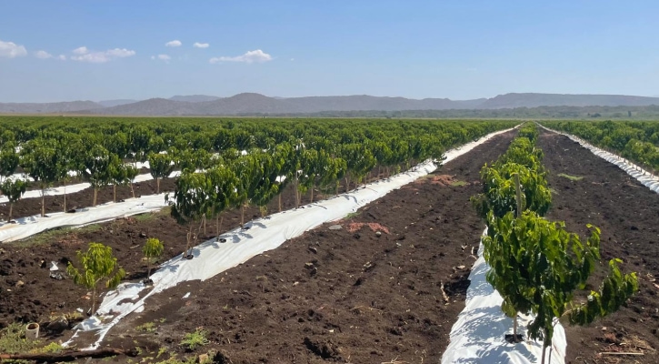 Tripling Coffee yields in Ethiopia