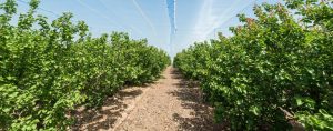 Guidelines for Efficient Orchard Irrigation