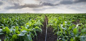 Choosing the Right Irrigation Products