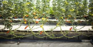 Greenhouse Drip Irrigation