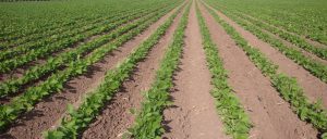 Subsurface Drip Irrigation System for Row Crops and Orchards