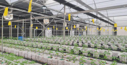 Precise Irrigation for Medical Cannabis