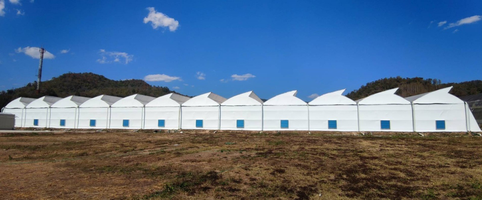 Retrofit Success: Black Pepper Greenhouses Converted for Cannabis