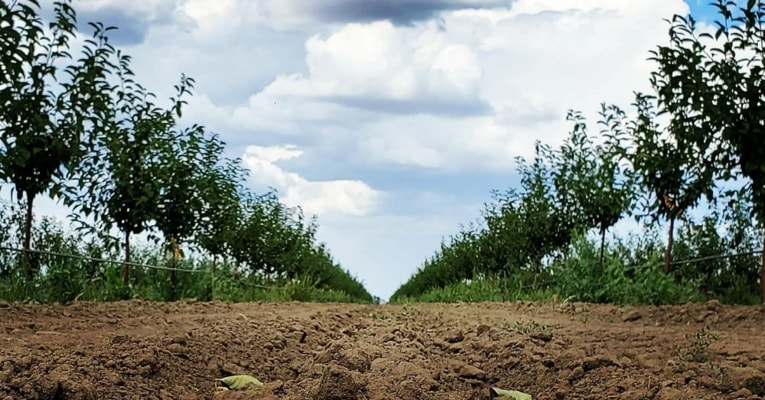 Precision irrigation for young Cherry Orchard