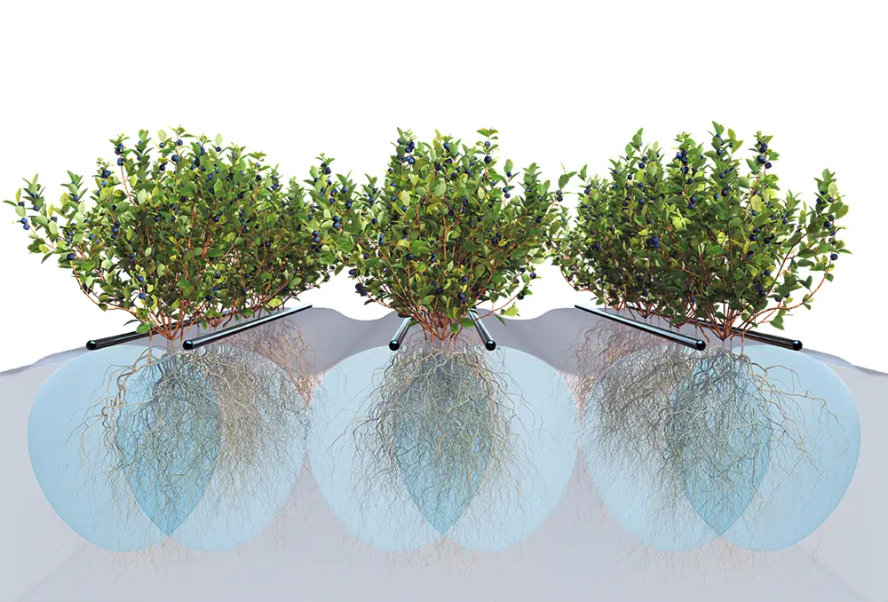 Blueberries roots
